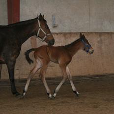 Fuldblod (XX) Smart Hawk 