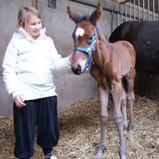 Fuldblod (XX) Smart Hawk 