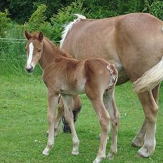 Anden særlig race Blue Balloo