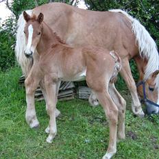 Anden særlig race Blue Balloo