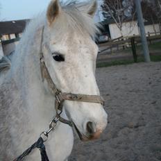 Anden særlig race Brøderups Balou