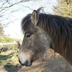 Islænder Sóley fra Skovstrupholm