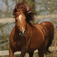 Arabisk fuldblod (OX) D. Shan´n Jan Memory *SOLGT*