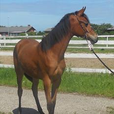 Arabisk fuldblod (OX) FE Shadiva