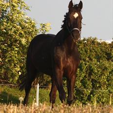 Dansk Varmblod Picoeur