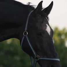 Dansk Varmblod Picoeur