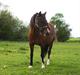 Welsh Partbred (Sec F) Cookie