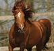 Arabisk fuldblod (OX) D. Shan´n Jan Memory *SOLGT*