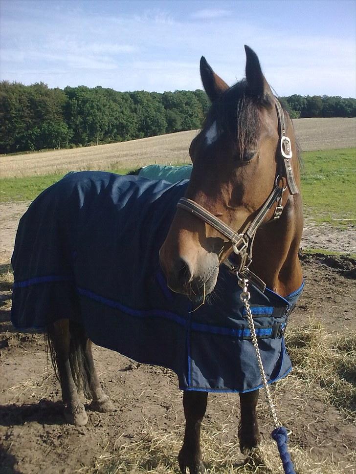 Welsh Cob (sec D) Donnovan - solgt -  dato: 27. august 2010. med hans nye dækken foto: mig selv billede 5