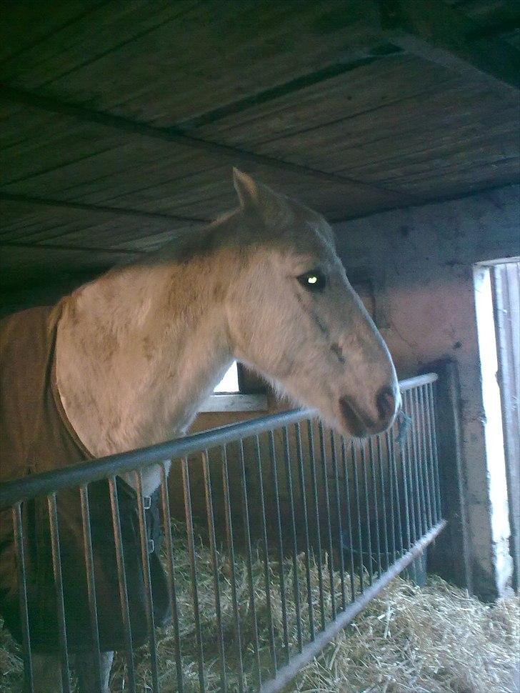 Anden særlig race Sir Bastian Tidl. hest - 14/11-2010: Da jeg var oppe og se til Donnovan - fik lige nuppet et enkelt billede af Bastian :) billede 17