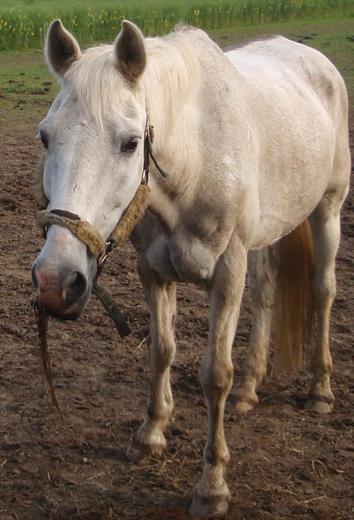 Anden særlig race Sir Bastian Tidl. hest - 8. juni 2010. på folden. er han ikke sød? billede 18