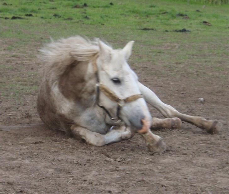 Anden særlig race Sir Bastian Tidl. hest - 8. juni 2010. På folden. lige blevet vasket, og så synes han lige at han skulle rulle sig :S. billede 20