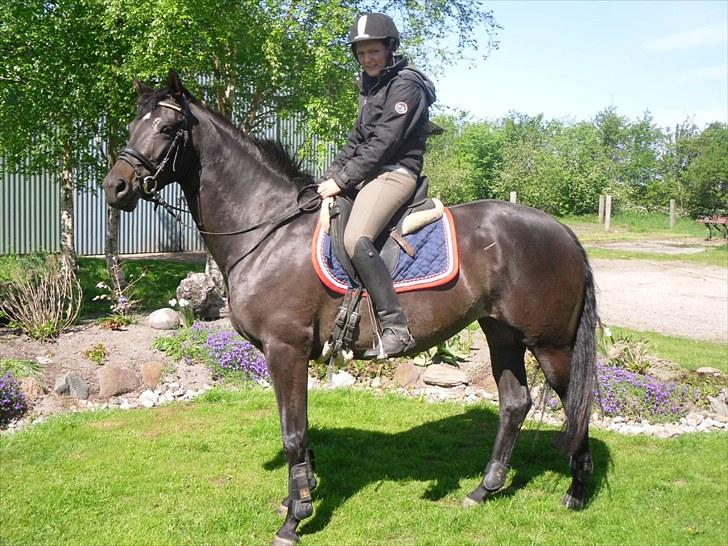 Trakehner Korlina  - her er jeg på ryggen af hende en af de første gange :) billede 1