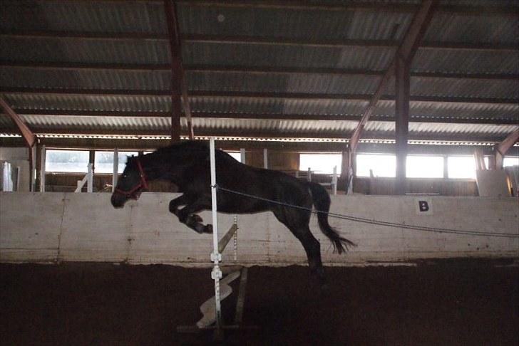 Trakehner Korlina  billede 2