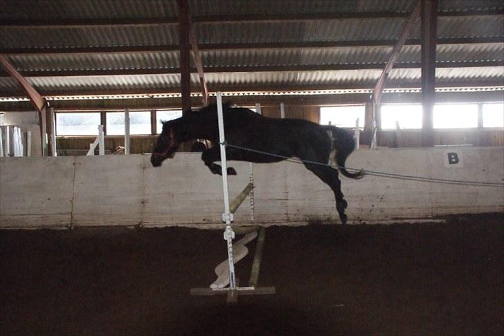 Trakehner Korlina  billede 3