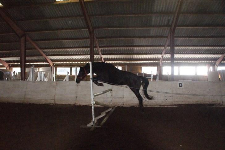 Trakehner Korlina  billede 4