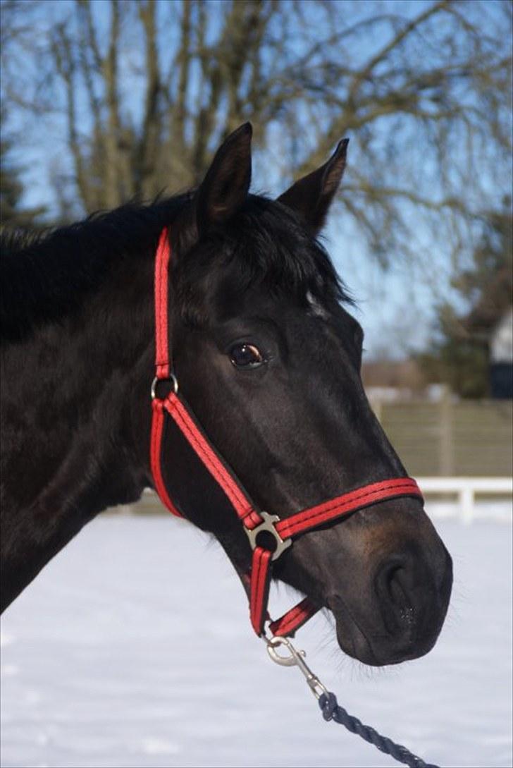 Trakehner Korlina  - vinterbillede :) billede 5