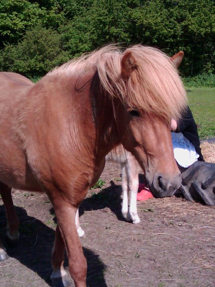 Islænder Drópa fra Freersvang billede 8