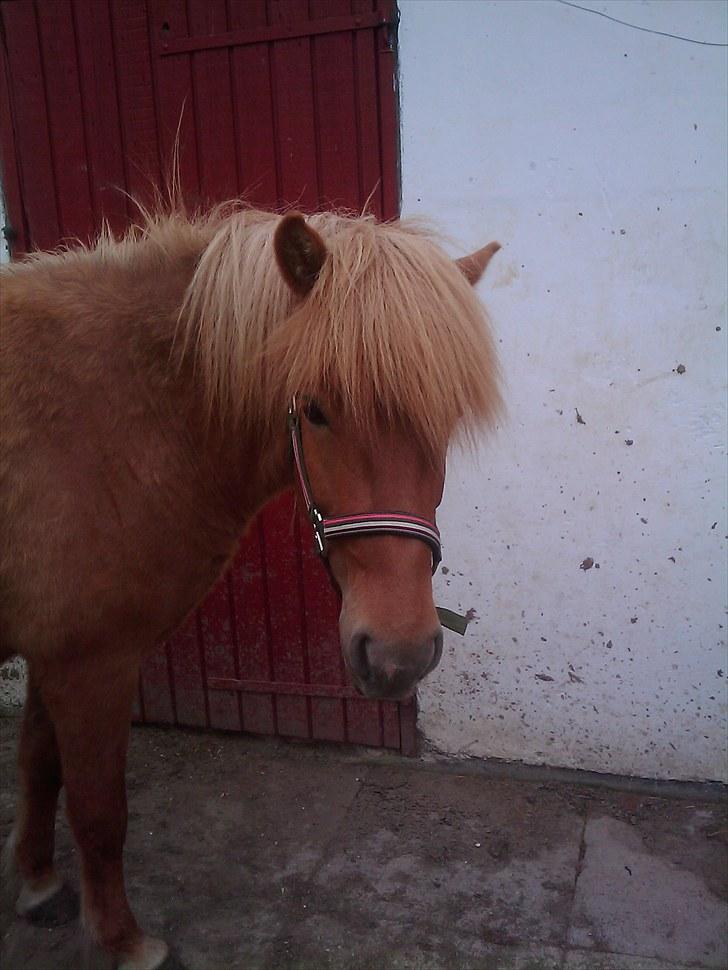 Islænder Drópa fra Freersvang billede 9