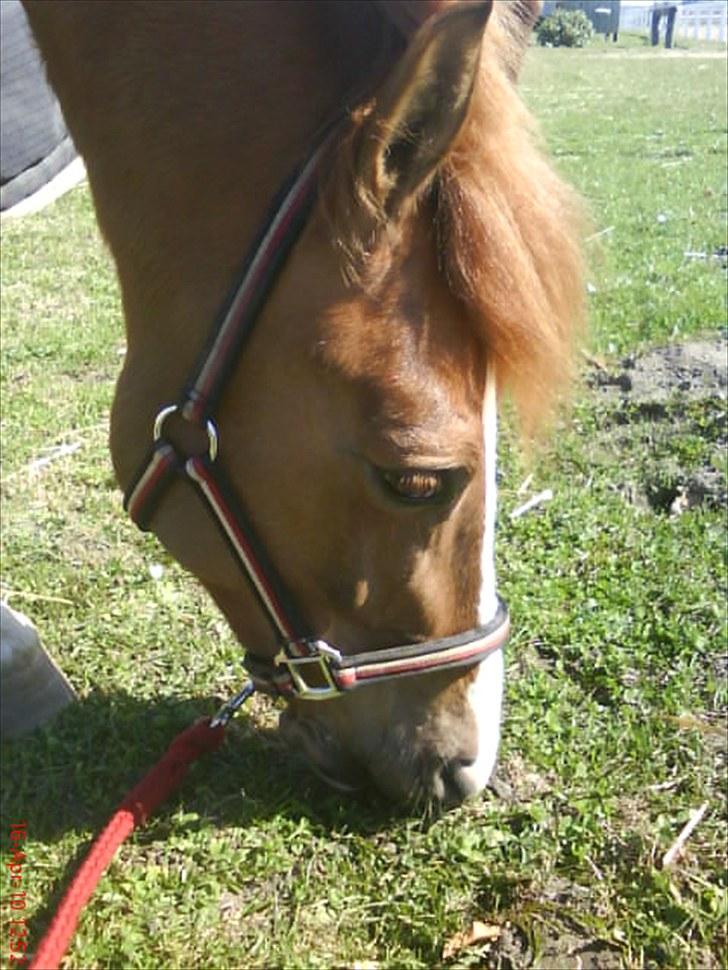 Anden særlig race Pikatju Mitalt!í;<3333333 billede 18