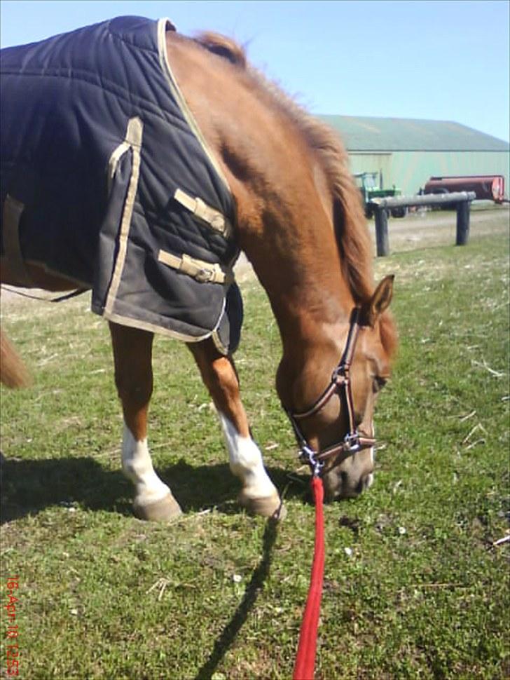 Anden særlig race Pikatju Mitalt!í;<3333333 billede 19