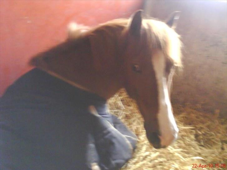 Anden særlig race Pikatju Mitalt!í;<3333333 billede 20