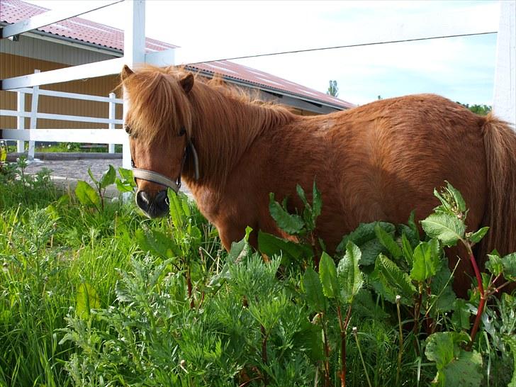 Shetlænder Mira Bella Bomlund - Bella ude foran vores ridebane Foto: Natasja Bøttcher Thorkildsen billede 9