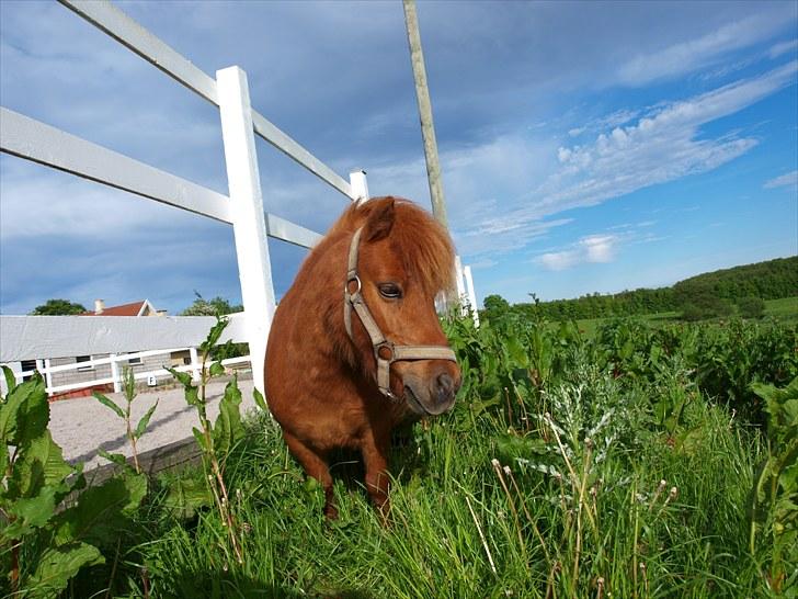 Shetlænder Mira Bella Bomlund - Foto:Natasja Bøttcher Thorkildsen billede 10