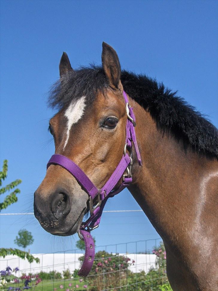 Welsh Pony (sec B) Assemoses Chennel billede 19