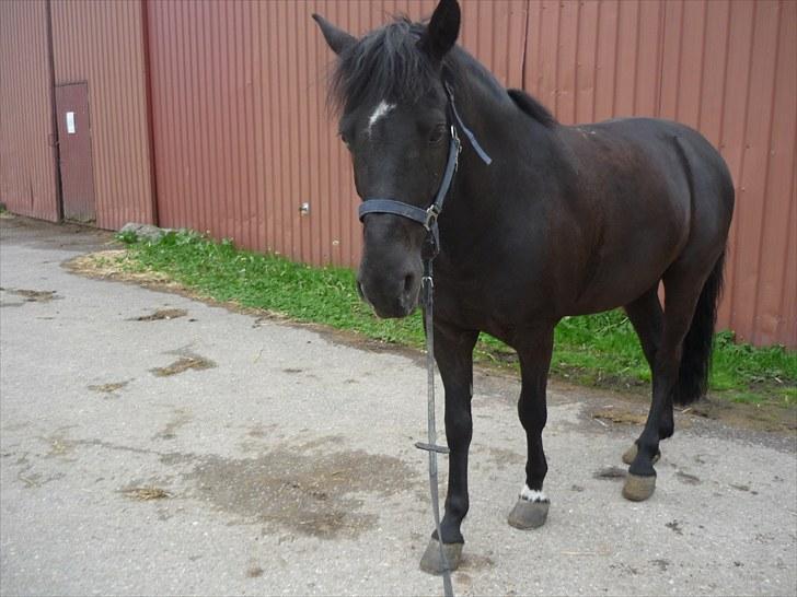 Anden særlig race Jeko Mini--Elsker dig!! billede 2