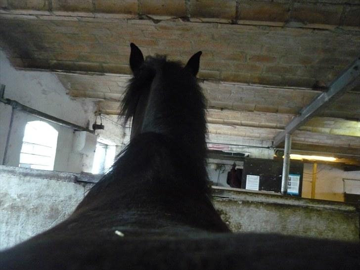 Anden særlig race Jeko Mini--Elsker dig!! billede 6