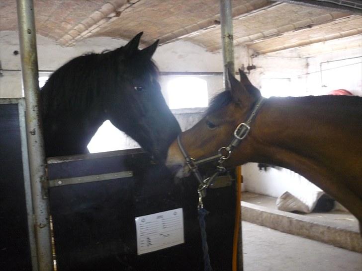 Anden særlig race Jeko Mini--Elsker dig!! - Jeko og sille billede 7