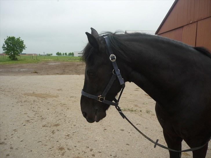 Anden særlig race Jeko Mini--Elsker dig!! billede 11