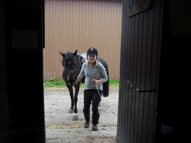 Anden særlig race Jeko Mini--Elsker dig!! - På vej ind i pony-stalden billede 12