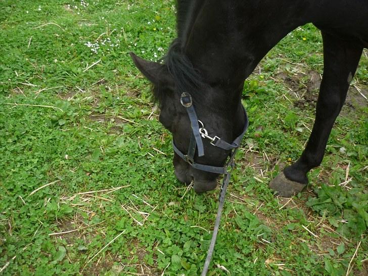 Anden særlig race Jeko Mini--Elsker dig!! billede 15