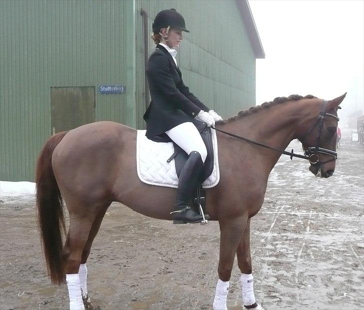 Dansk Varmblod Conquistador - Første dressur stævne og LA1 klaret i flot stil - charme, selvtillid og lækkert hår ;-)  billede 5