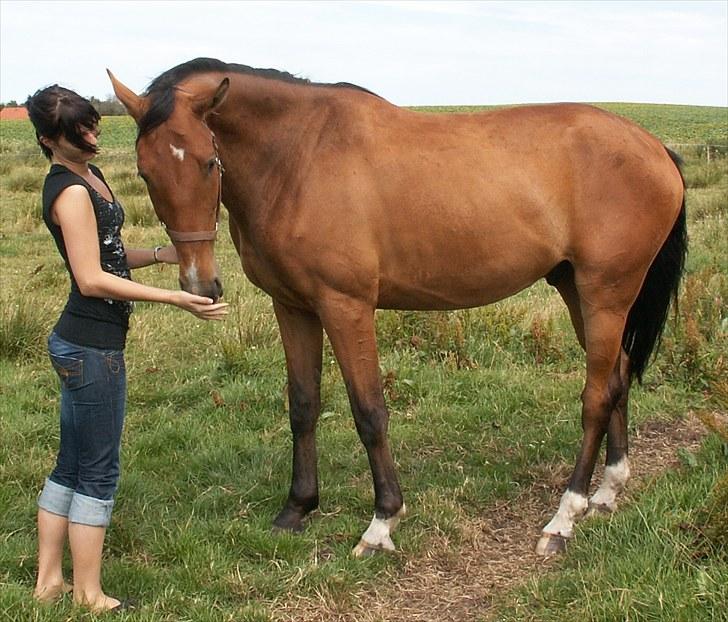 Dansk Varmblod Cappuchino - Cappuchino 3år. Lige en tur i engen og sige hej til Chino... :) billede 43
