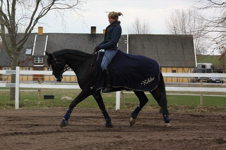 Dansk Varmblod Antino - såå fin :) billede 14