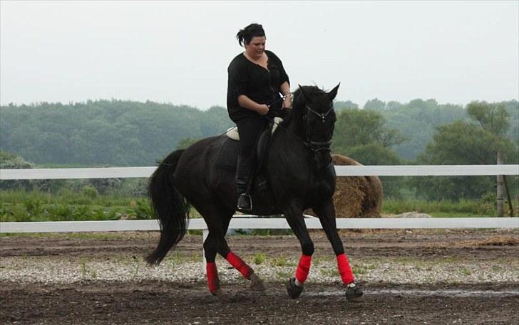 Dansk Varmblod Snow Bird SOLGT billede 16