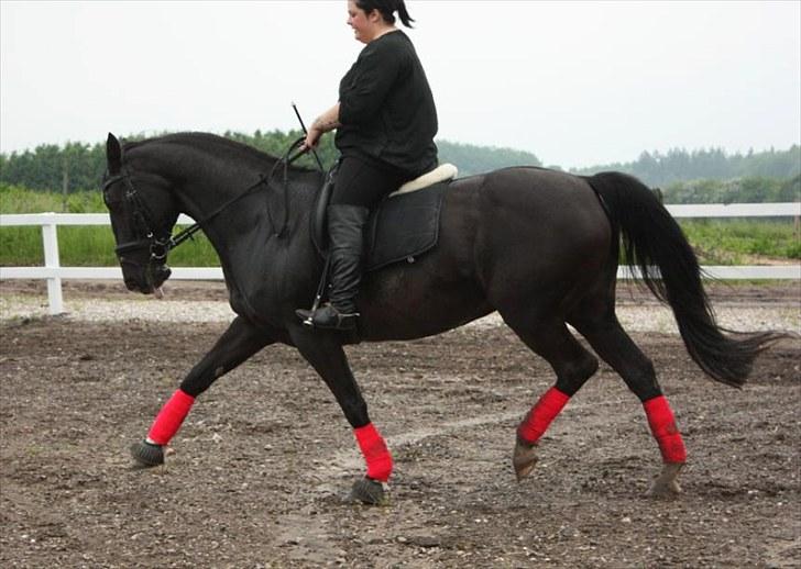 Dansk Varmblod Snow Bird SOLGT billede 17