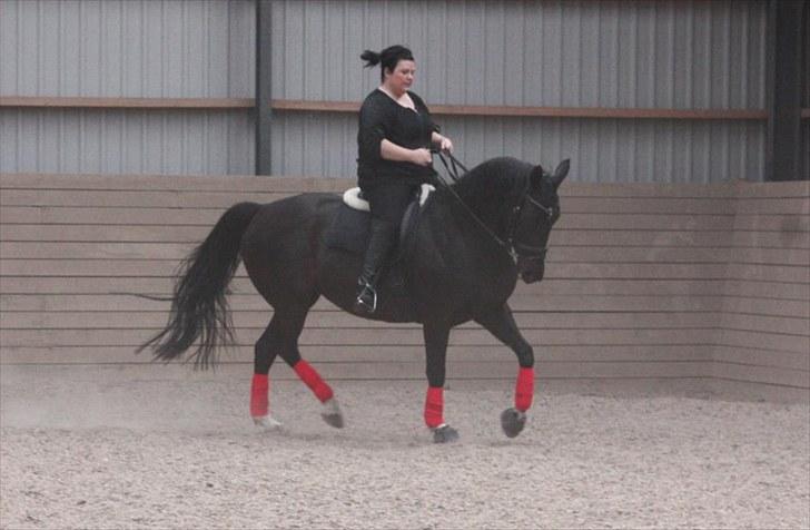 Dansk Varmblod Snow Bird SOLGT billede 18