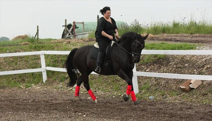 Dansk Varmblod Snow Bird SOLGT billede 19