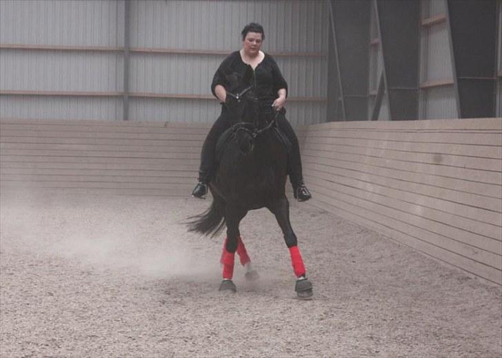 Dansk Varmblod Snow Bird SOLGT billede 20