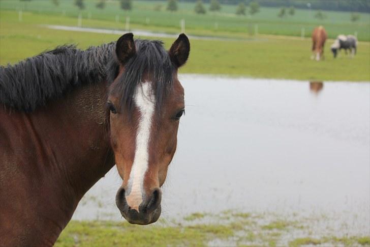 Welsh Pony af Cob-type (sec C) Felicia (Solgt&savnet) billede 12