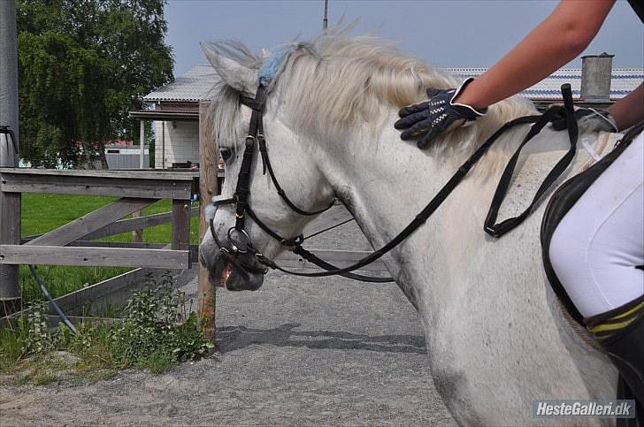 Hollandsk Sportspony Paco - En meget glad Paco :b Foto: Emilie billede 1