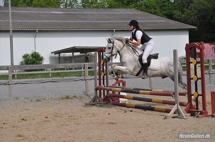 Hollandsk Sportspony Paco - Springstævne på hgr 60 cm Foto: Emilie - Taark :b billede 3