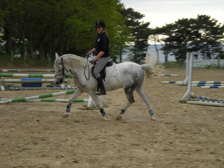 Hollandsk Sportspony Paco - Dressur på banen :b Foto: Sarah L billede 4