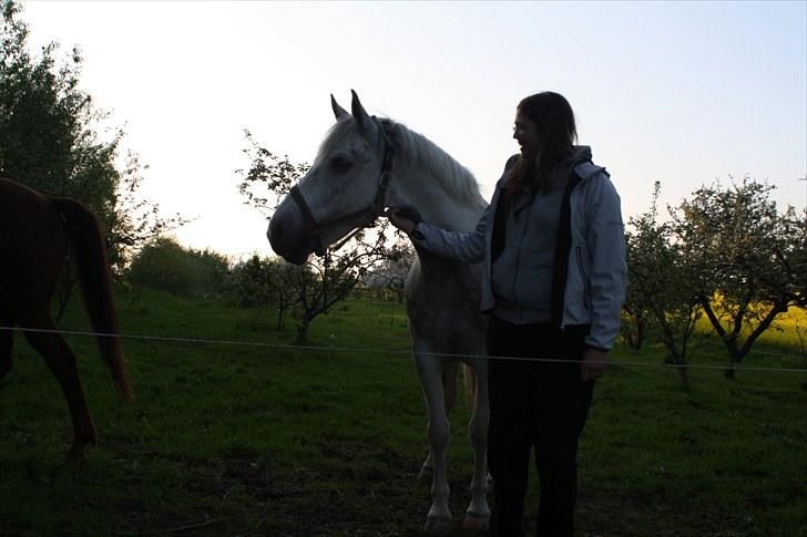 Hollandsk Sportspony Paco - Den aller første gang jeg så Paco, det var bare kærlighed ved første blik :b Foto: Far billede 6