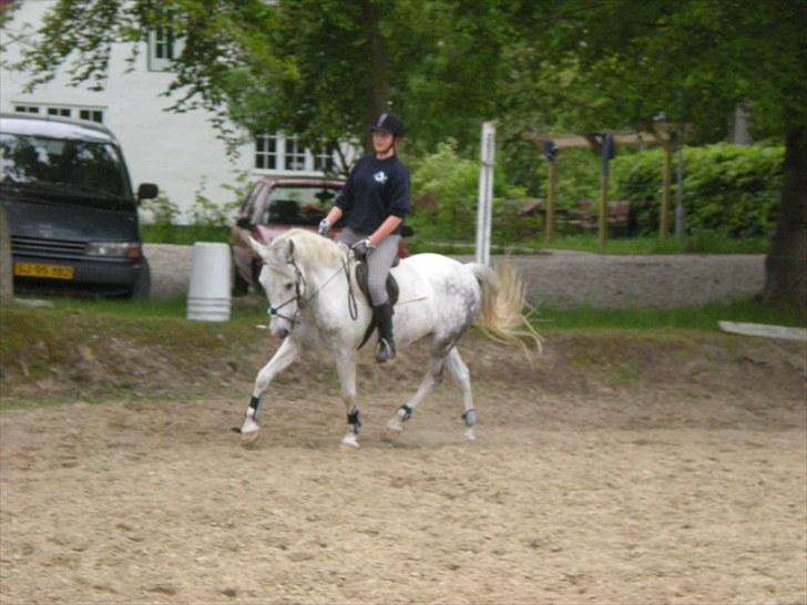 Hollandsk Sportspony Paco - Dressur på banen :b Foto: Sarah L billede 8