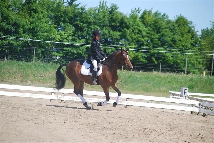 Hollandsk Sportspony Wendy, drømmeponyen billede 18